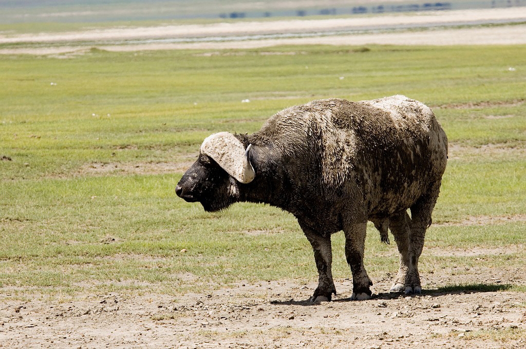 Ngorongoro Buffalo04.jpg - African Buffalo (Syncerus caffer), Tanzania March 2006